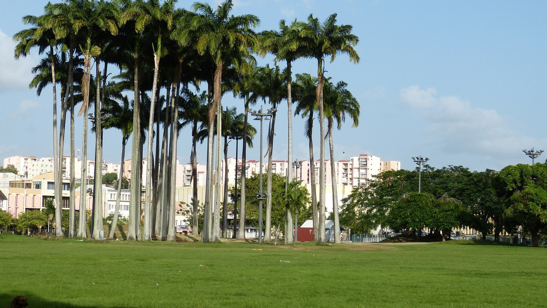 Quel est l'avantage de louer une voiture pour visiter la Martinique ?